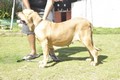 Matriz - Fila Brasileiro Dourado - Canil Singular - Gipsy